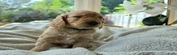 Cockapoo dogs for sale: 4 x F2 cockapoos - Advert 13