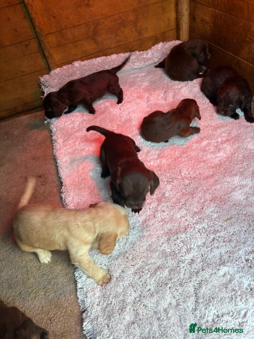 Cocker Spaniel dogs for sale: 🐶⭐️ Fantastic Working cocker spaniels  - Advert 2