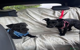 Patterdale Terrier dogs for sale: Female Patterdale Puppies - Image 3