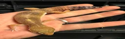 Leopard Gecko reptiles for sale: STUNNING LEOPARD GECKOS WOW AMAZING LAST FEW  - Advert 4