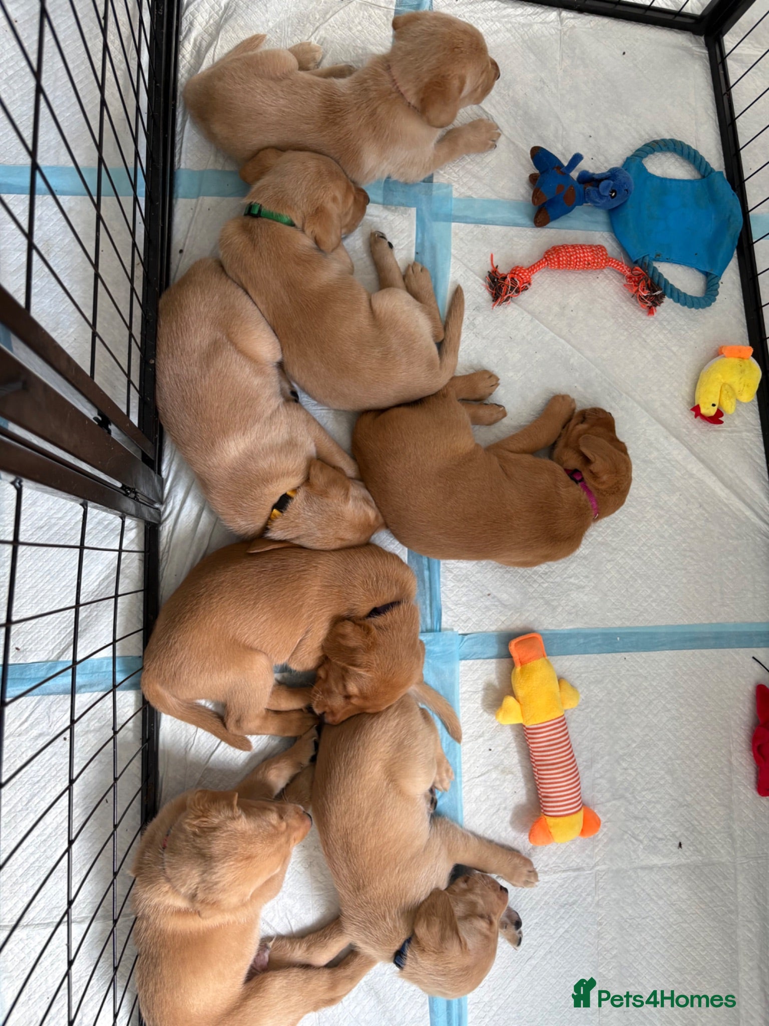 Labrador Retriever dogs Health Tested Champion Pedigree Pups - Advert 2