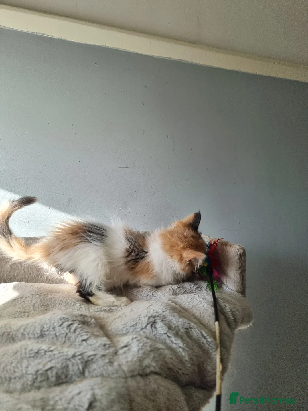 Maine Coon cats for sale: 2 litters of Maine Coon - Advert 15