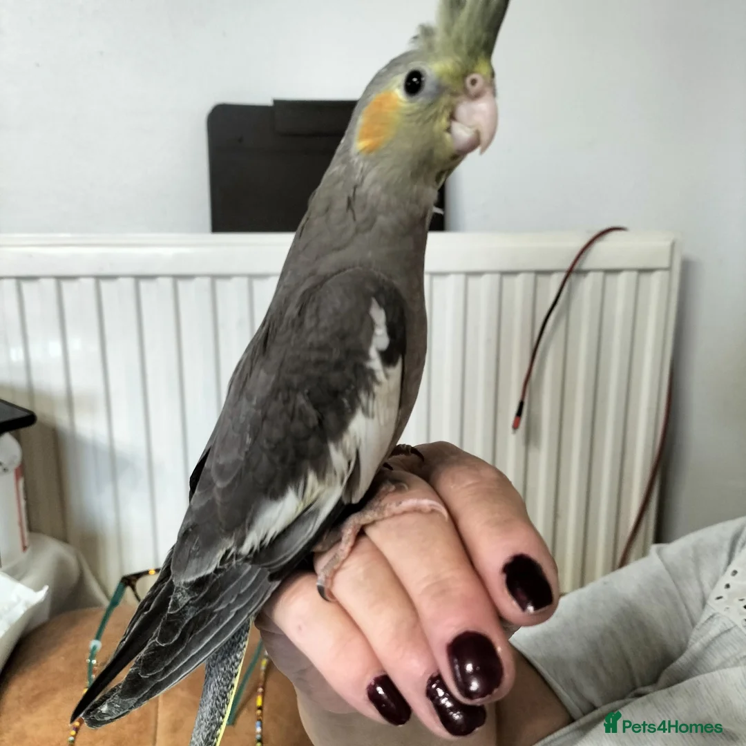 Cockatiels birds for sale: Hand Reared Cockatiel - Advert 2