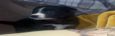 Border Collie 7