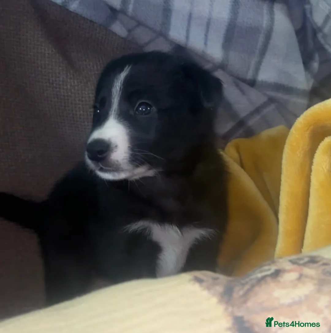 Border Collie dogs for sale: 7 Gorgeous Grey Merle Puppies  in Flint - Advert 14