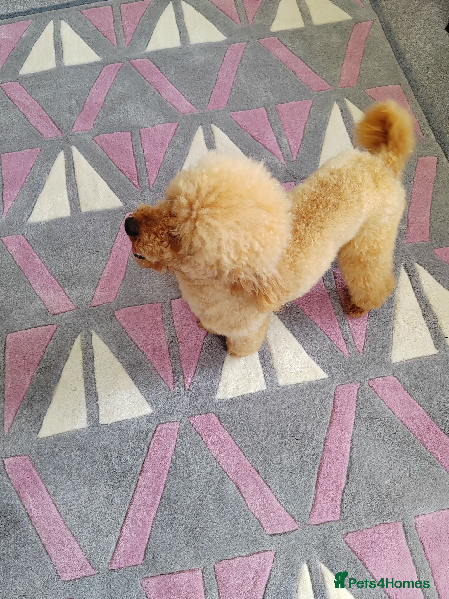 Cavapoo dogs DNA TESTED PARENTS & GRANDPARENTS TOY CAVAPOO   - Advert 2