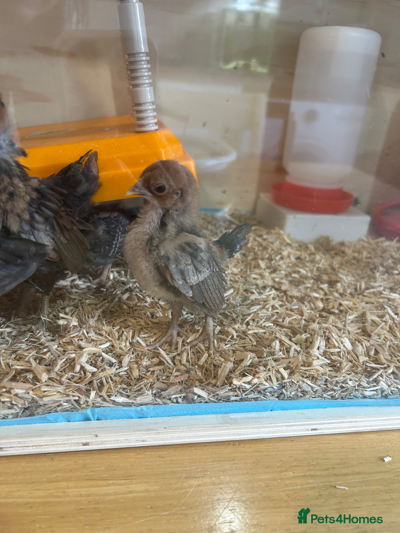 Chickens poultry Serama chicks and hatching eggs  - Advert 6
