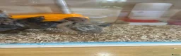 Chickens poultry for sale: Serama chicks and hatching eggs  - Advert 10