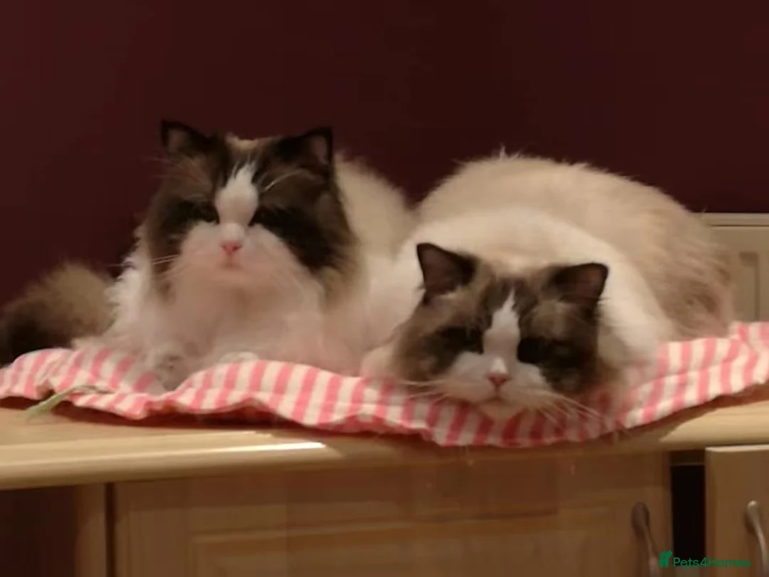 Ragdoll cats for sale: Ragdoll Cats - Looking for New Homes - Advert 1