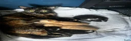Mixed Breed cats for sale: Beautiful kittens - Advert 16