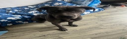 Cane Corso dogs for sale: Rehoming Koa  - Advert 5