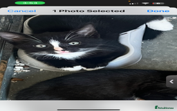 Mixed Breed cats for sale: Kittens - Image 2