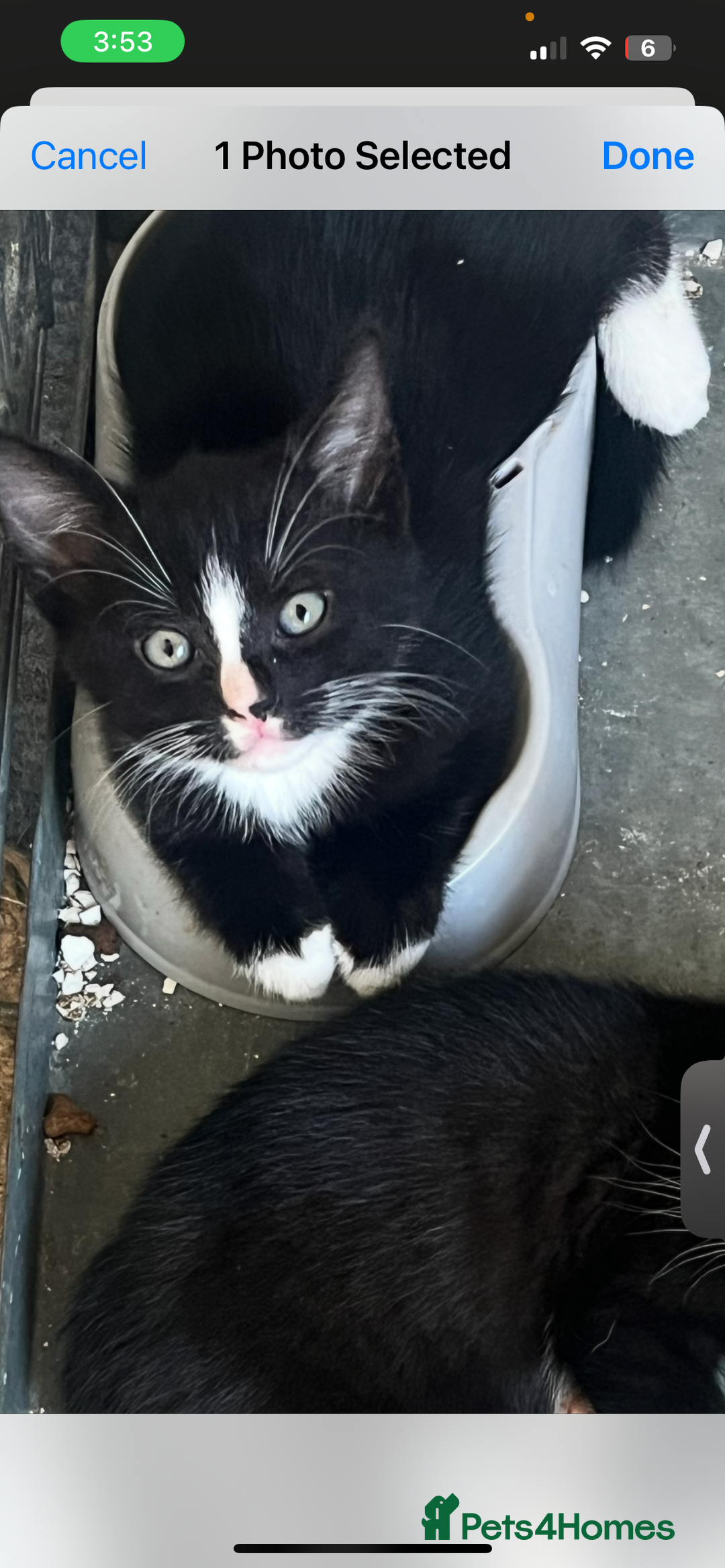 Mixed Breed cats for sale: Kittens - Image 2