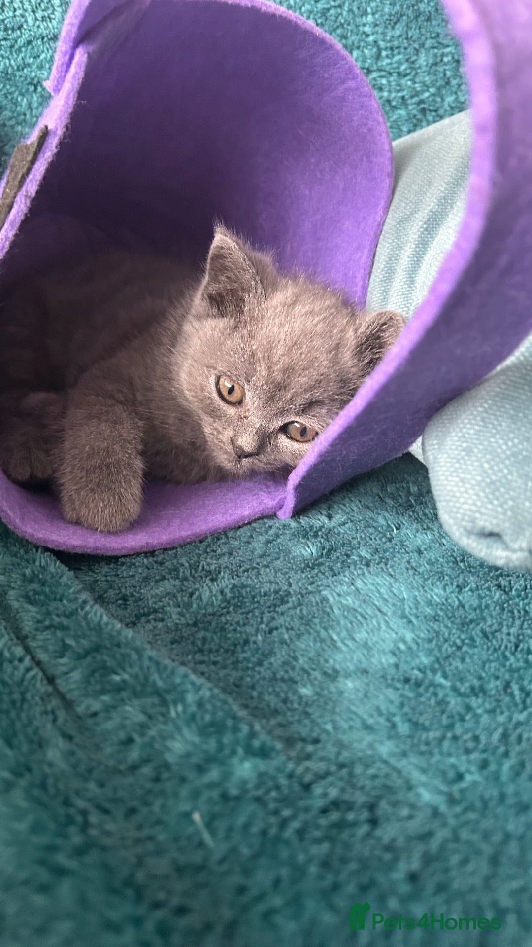 British Shorthair cats Blue British short hair  - Advert 1