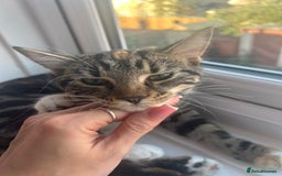 American Shorthair cats for sale: Daisy - Image 2