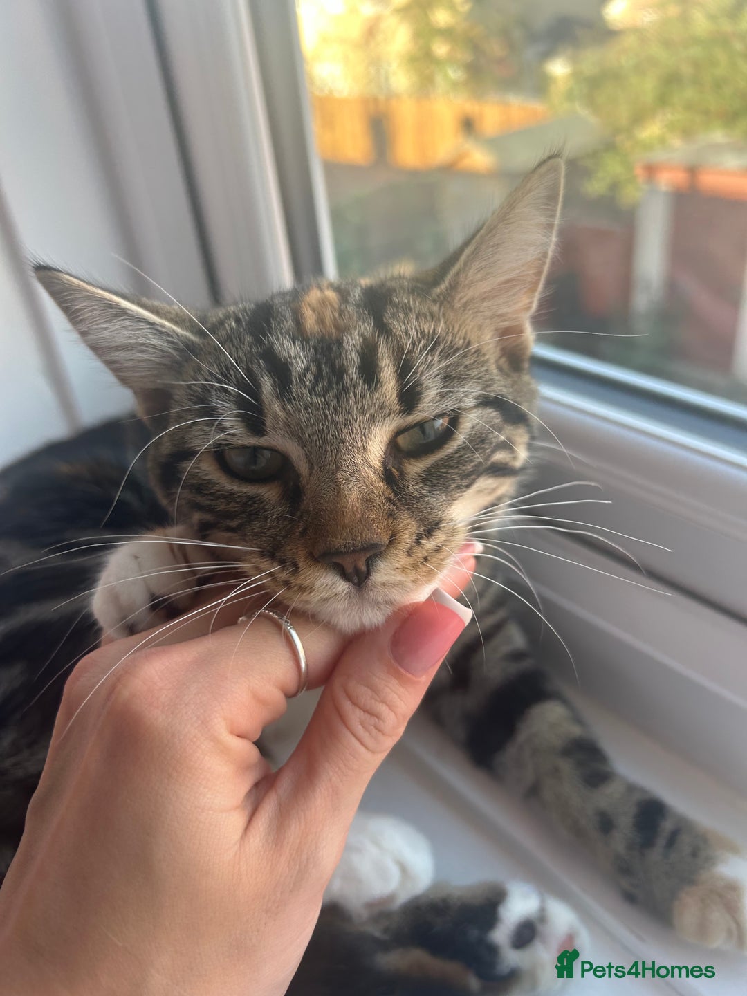 American Shorthair cats for sale: Daisy - Image 2