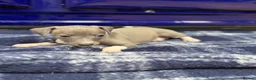 Italian Greyhound dogs for sale: The Most AMAZING colours! - Advert 11