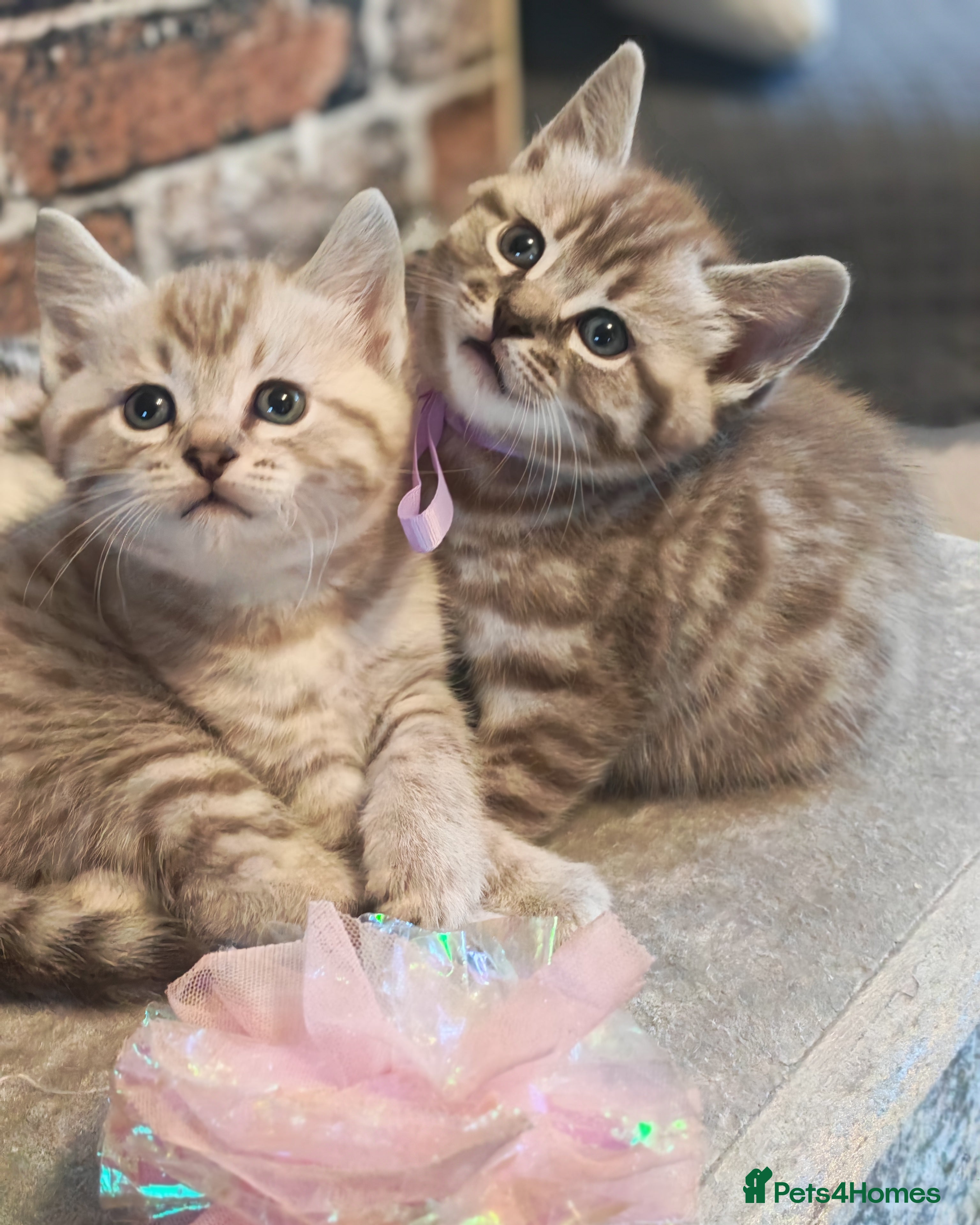 Mixed Breed cats Beautiful Bengal Mix Kittens - Advert 6