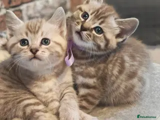 Mixed Breed cats Beautiful Bengal Mix Kittens - Advert 6