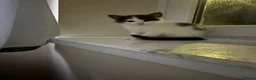 Mixed Breed cats for sale: This is nala  in Aberdeen - Advert 8