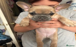 French Bulldog dogs for sale: French bull dogs  - Image 8