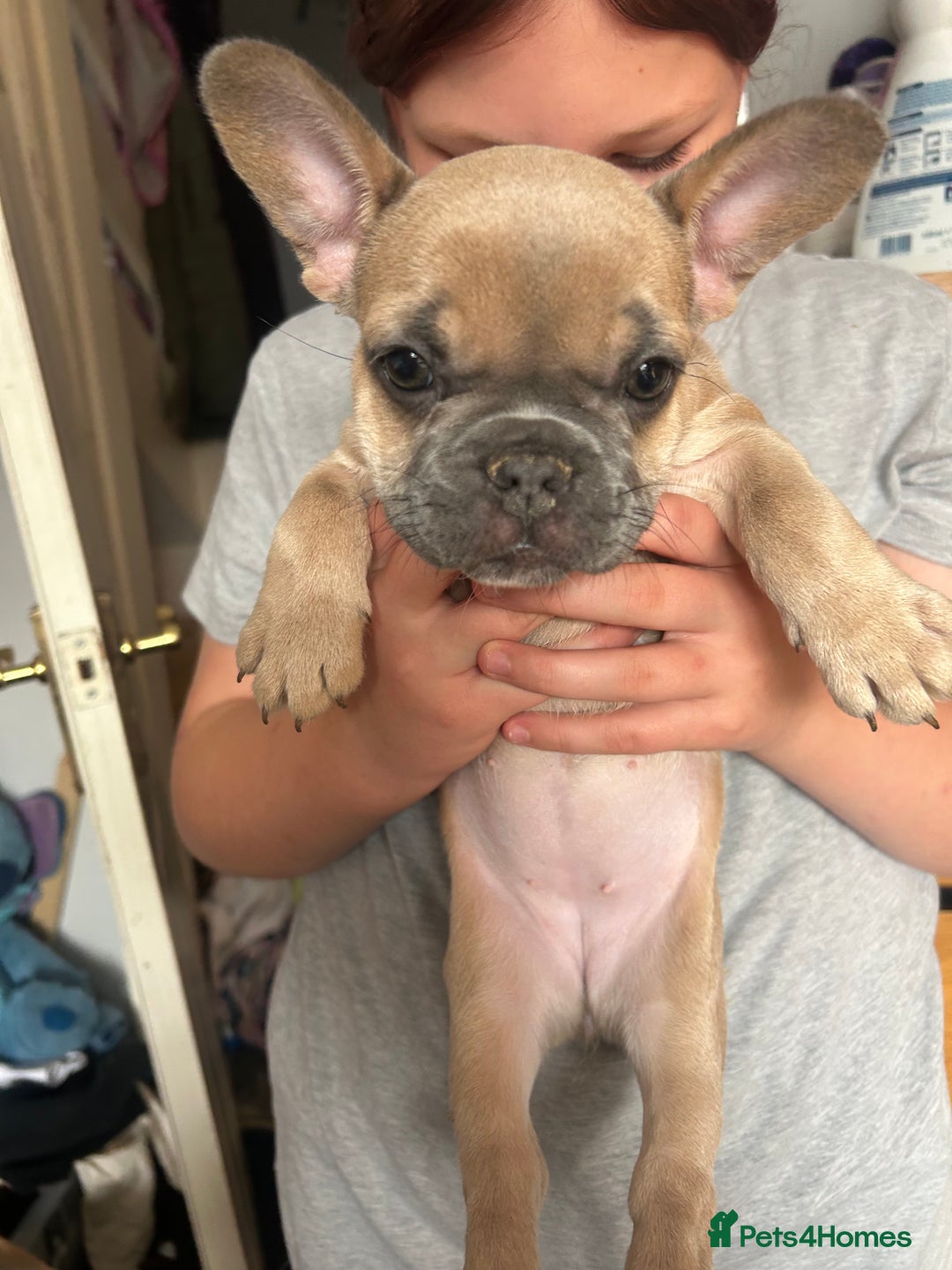 French Bulldog dogs for sale: French bull dogs  - Image 8