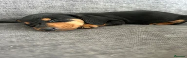 Miniature Dachshund 1