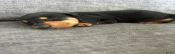 Miniature Dachshund dogs for sale: 3 left in Somerset, ready next week!  in Watchet - Advert 7