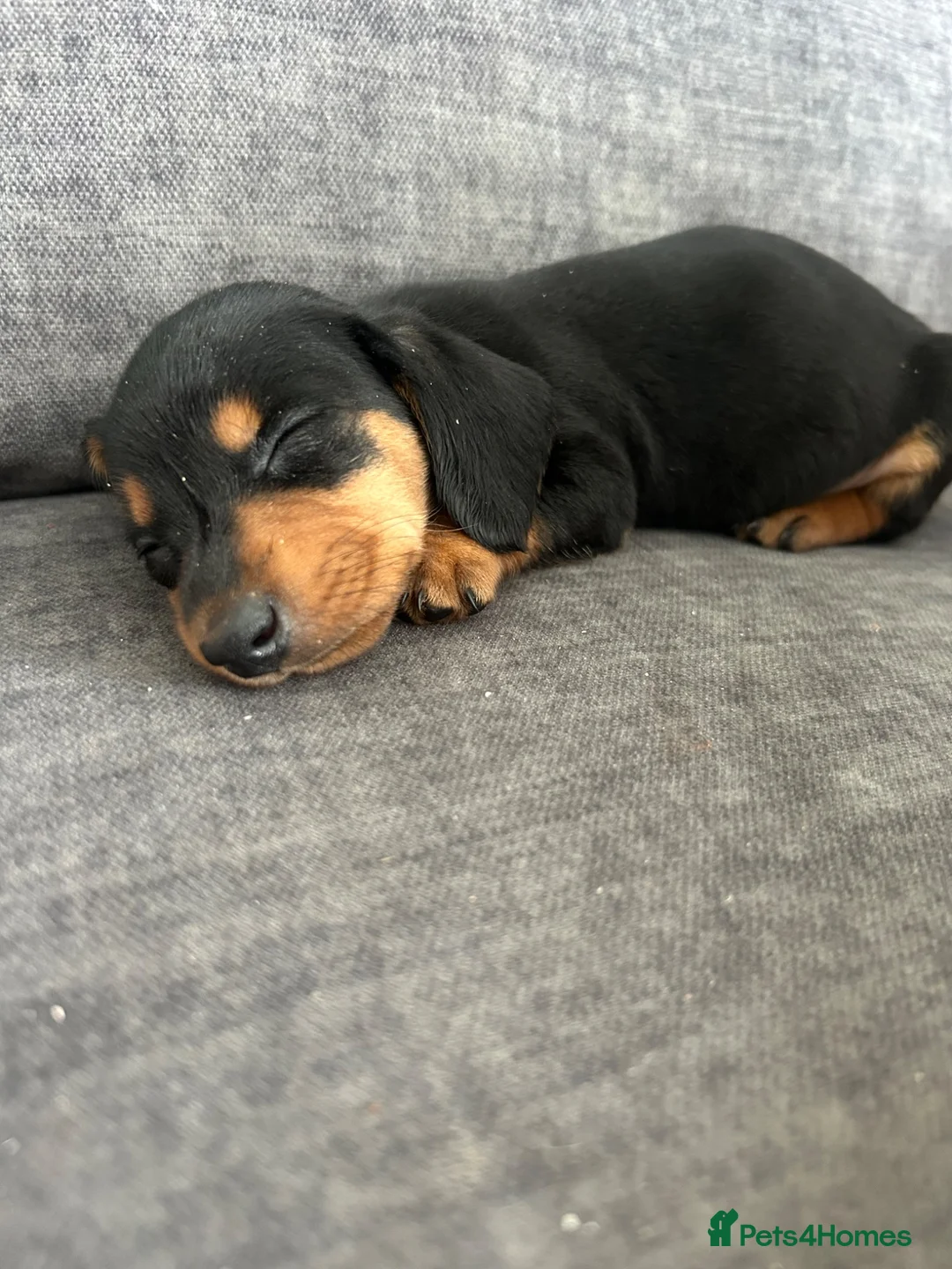 Miniature Dachshund dogs for sale: 3 left in Somerset, ready next week!  in Watchet - Advert 7