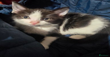 British Shorthair cats Stunning girls  - Advert 1