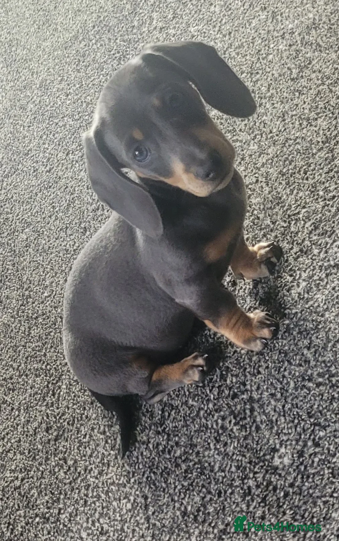 Dachshund dogs for sale: Blue- Tan Mini Dachshund - Advert 5