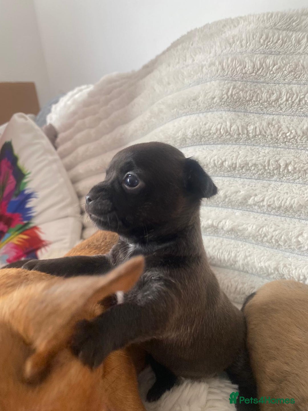 Chihuahua dogs for sale: Absolutely Stunning Little Chihuahua Puppies - Image 28