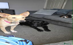 Mixed Breed dogs for adoption: Amber is looking for her forever home - Image 2