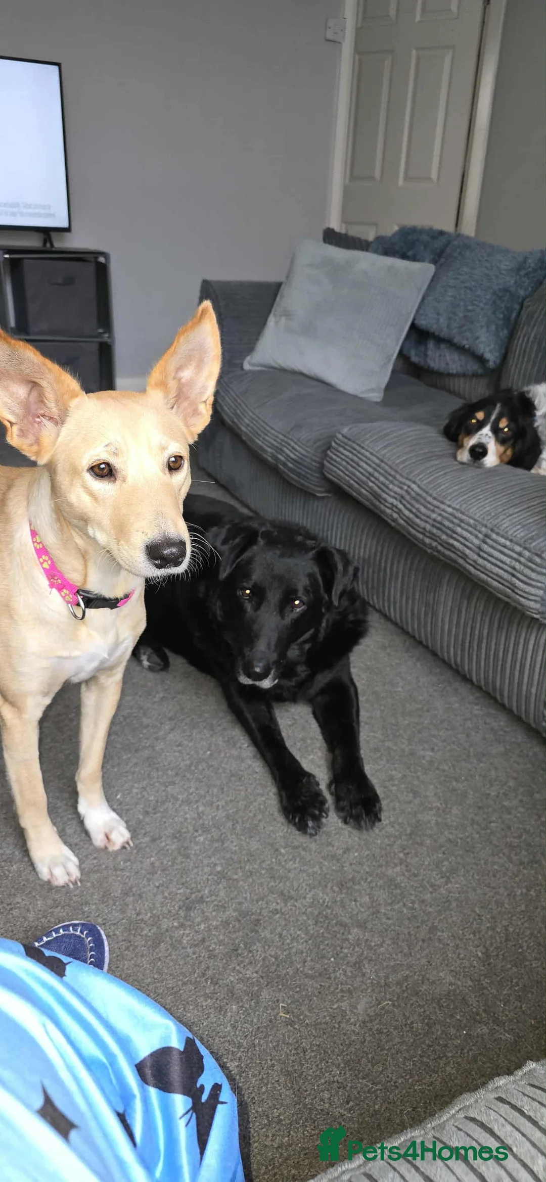 Mixed Breed dogs for adoption: Amber is looking for her forever home - Advert 2