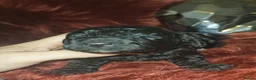 Miniature Poodle dogs for sale: Kc miniature poodles  - Advert 8