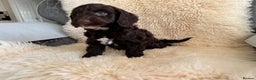 Cockapoo dogs for sale: Cocker poo puppies for sale  - Advert 7