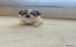 Shih Tzu dogs for sale: Shih Tzu puppies  - Image 7