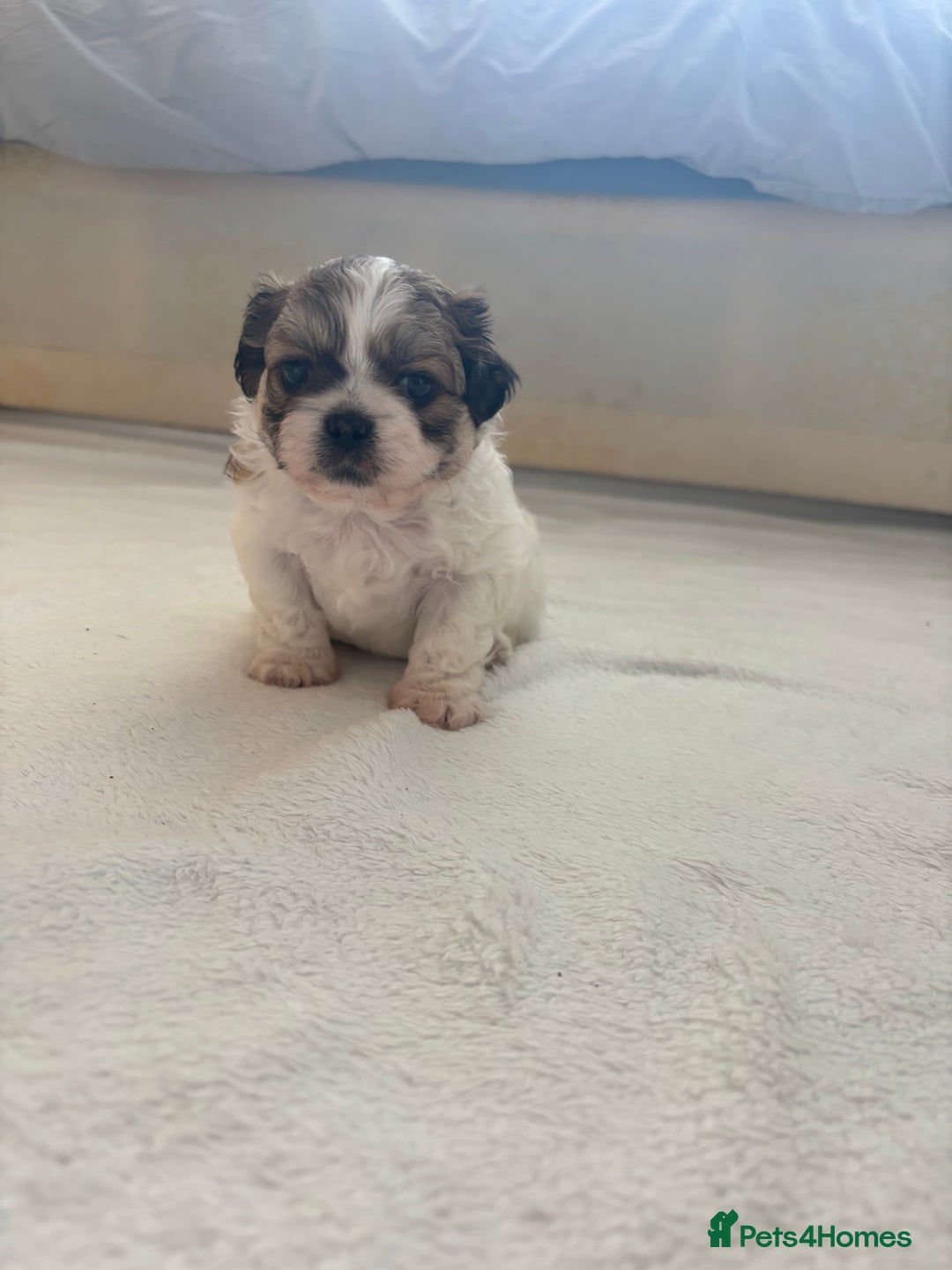 Shih Tzu dogs for sale: Shih Tzu puppies  - Image 7