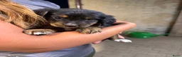 Golden Mountain Dog dogs for sale: Golden retriever x Bernese mountain dogd - Advert 6