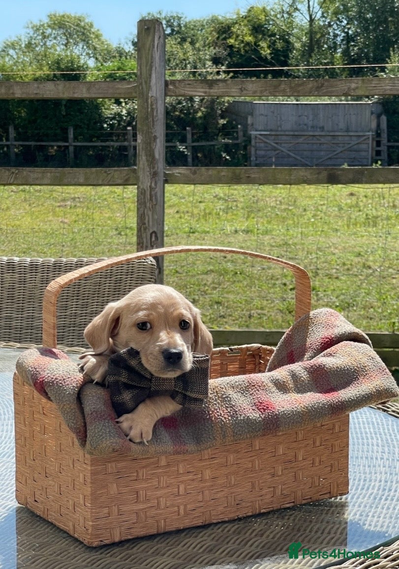 Miniature Dachshund dogs Stunning cream miniature smooth haired dachshunds  - Advert 1