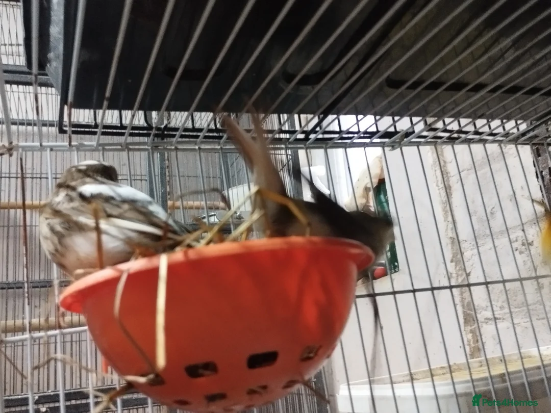 Canaries birds for sale: Canary's, green finch, silver, jarva sparrows  - Advert 13