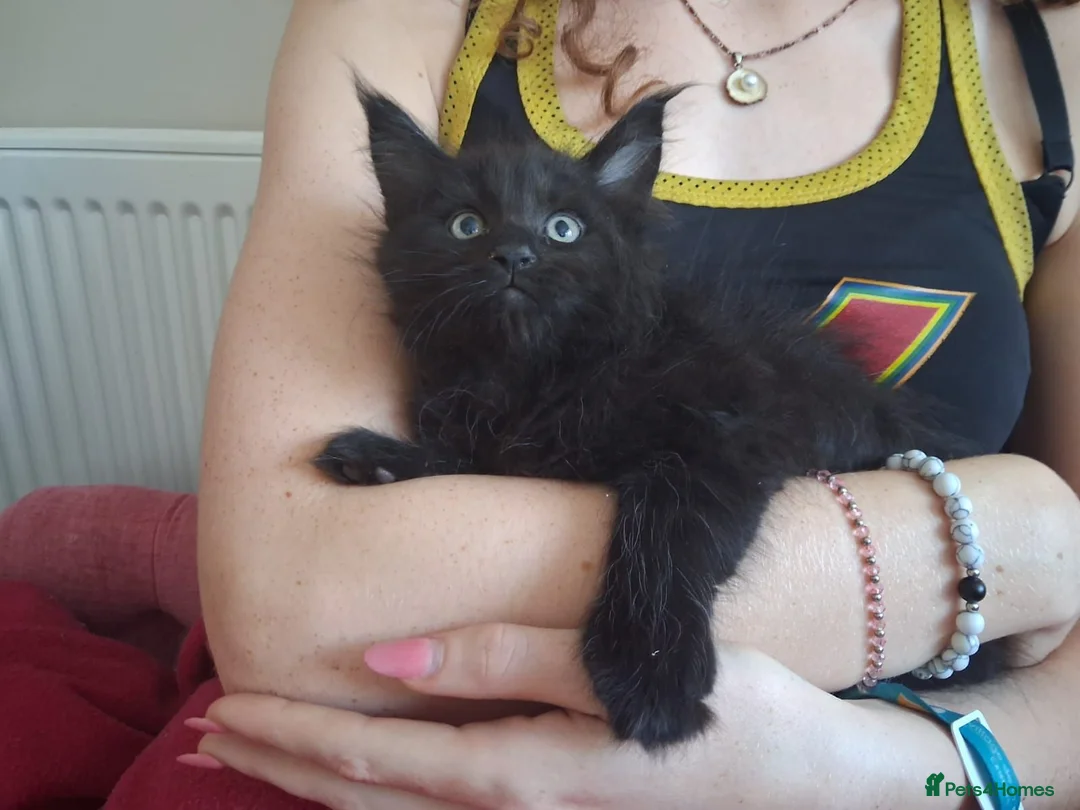Maine Coon cats for sale: Black smoked PANTHERS!! 😍 - Advert 16