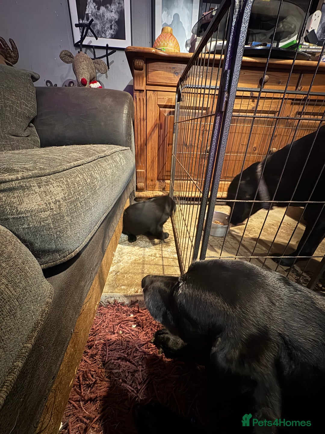 Labrador Retriever dogs for sale: Labrador girl’s ready now  - Advert 7