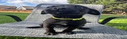 Mixed Breed dogs for sale: Border terrier x Jack Russell terrier puppies 🏡 - Advert 25