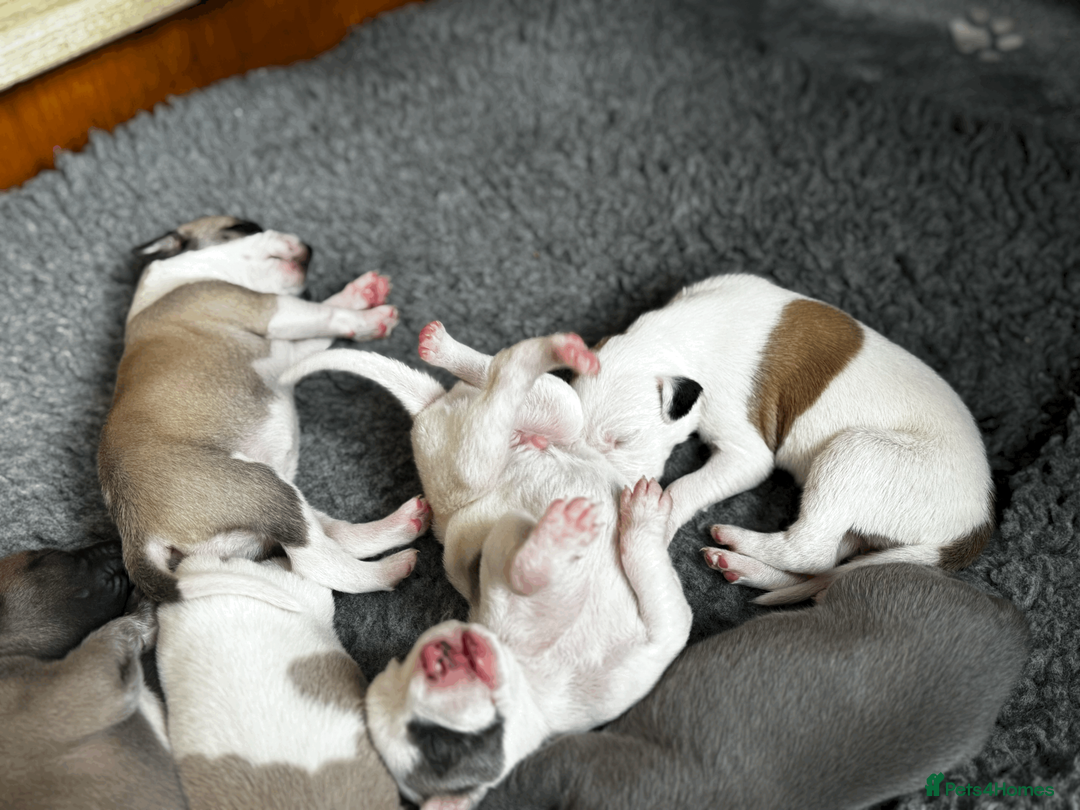 Whippet dogs for sale: KC Registered Small Whippet Puppies  - Advert 23
