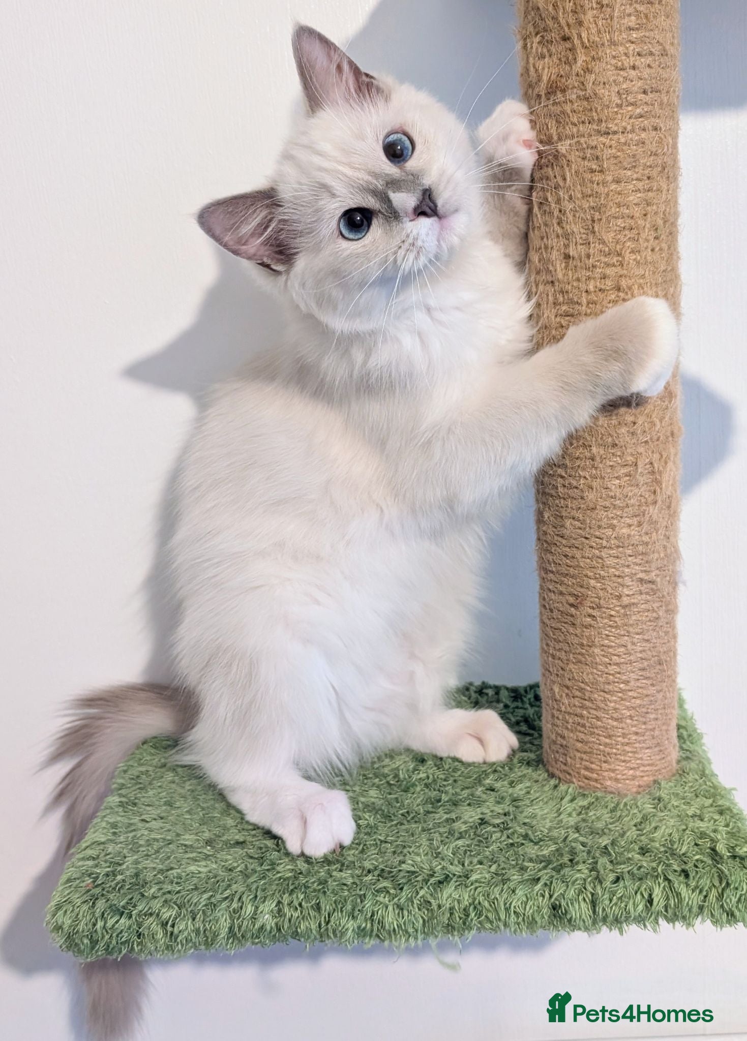 Ragdoll cats Reduced!TICA,Champ,pedigree Ragdoll kitten  - Advert 6