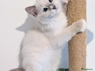 Ragdoll cats Reduced!TICA,Champ,pedigree Ragdoll kitten - Advert 6