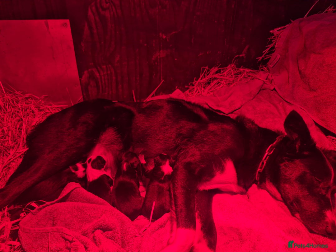 Border Collie dogs for sale: Beautiful border collie pups needing homes - Advert 4