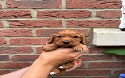 Cocker Spaniel dogs for sale: Health Tested Clear Cocker Spaniel Puppies  - Image 19