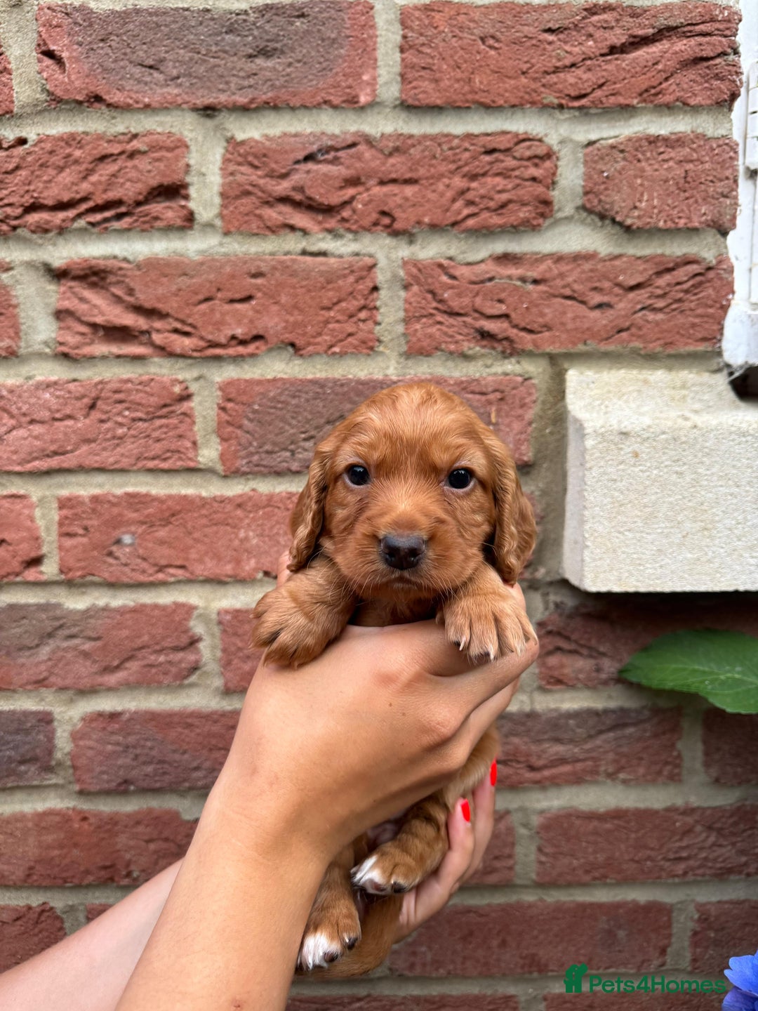 Cocker Spaniel dogs for sale: Health Tested Clear Cocker Spaniel Puppies  - Image 19